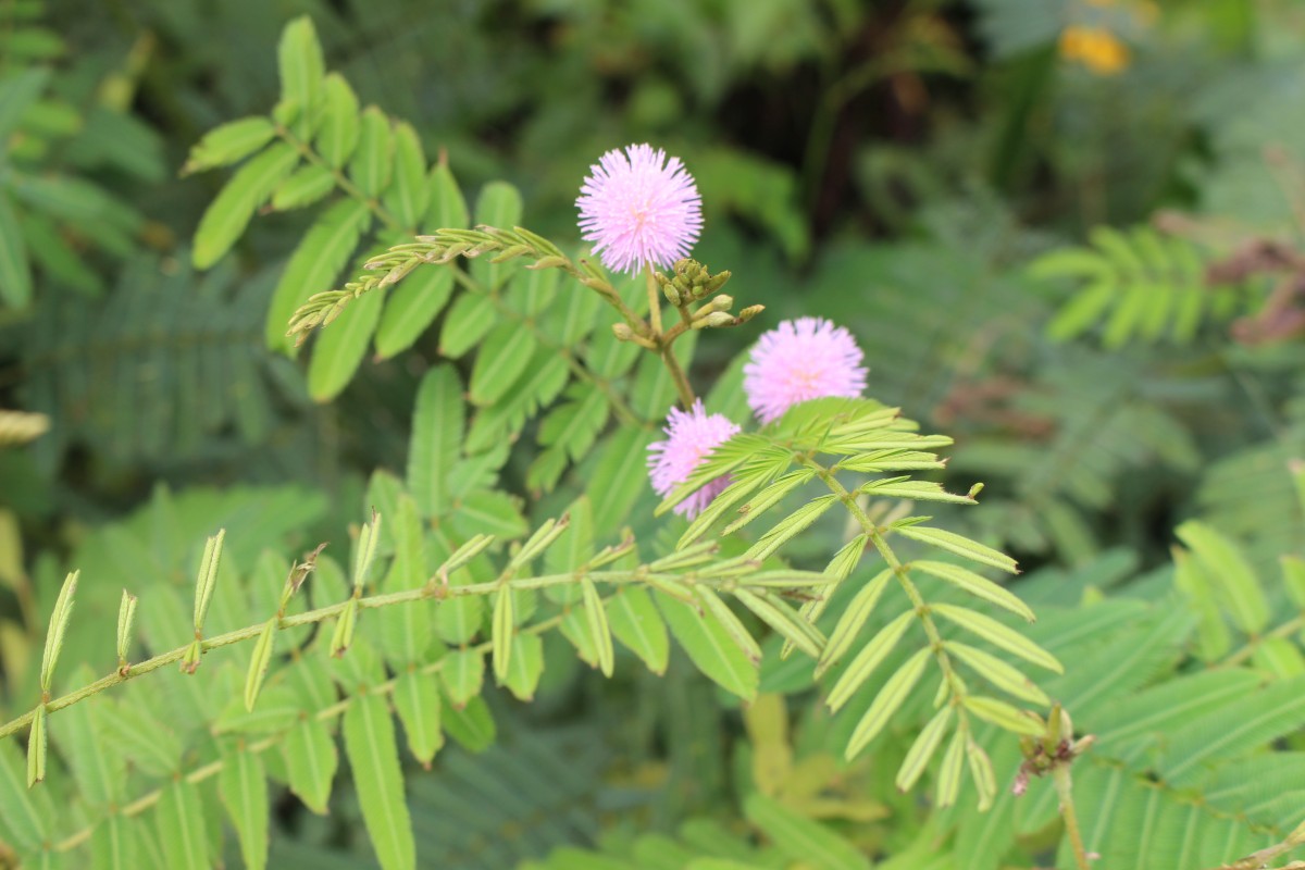 Mimosa pigra L.